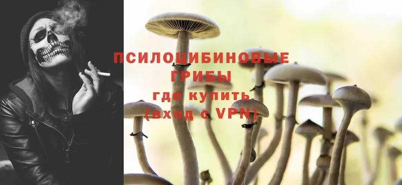 Псилоцибиновые грибы Cubensis  купить  сайты  Полесск 